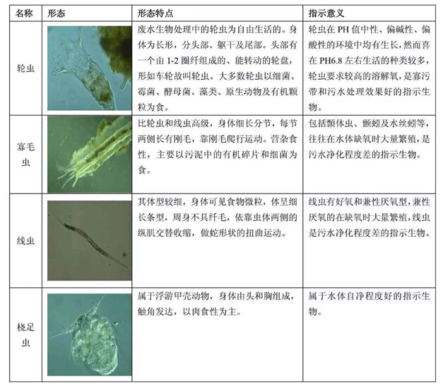 污泥馴養(yǎng)期間對(duì)活性污泥的鏡檢方法及相關(guān)圖解