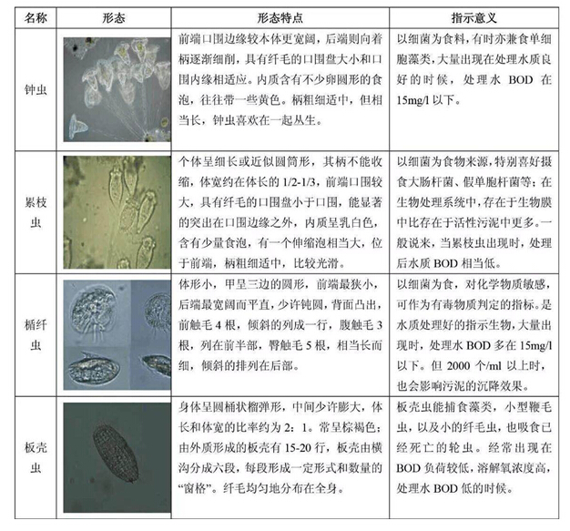 污泥馴養(yǎng)期間對(duì)活性污泥的鏡檢方法及相關(guān)圖解