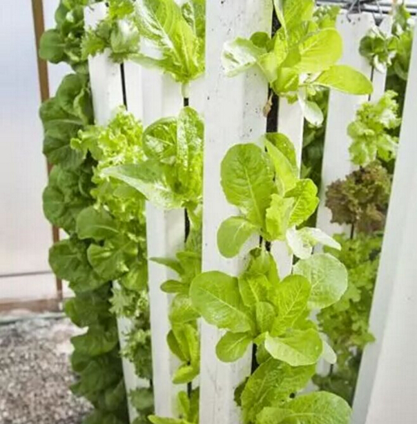 如何解決溫飽問題？荷蘭垂直農(nóng)場種蔬菜