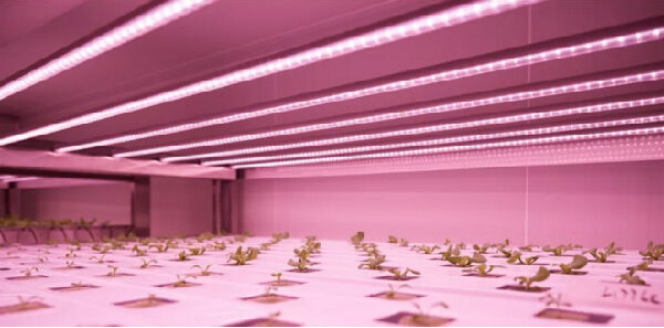 如何解決溫飽問題？荷蘭垂直農(nóng)場種蔬菜