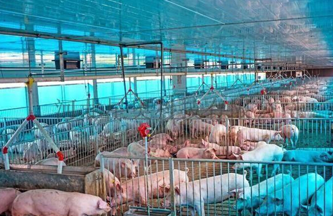 要與人造肉分庭抗禮，環(huán)保肉勢在必行